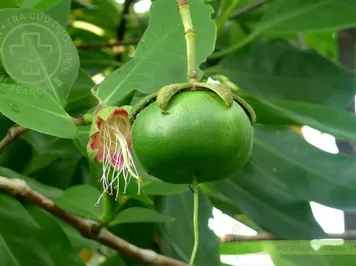 Bần