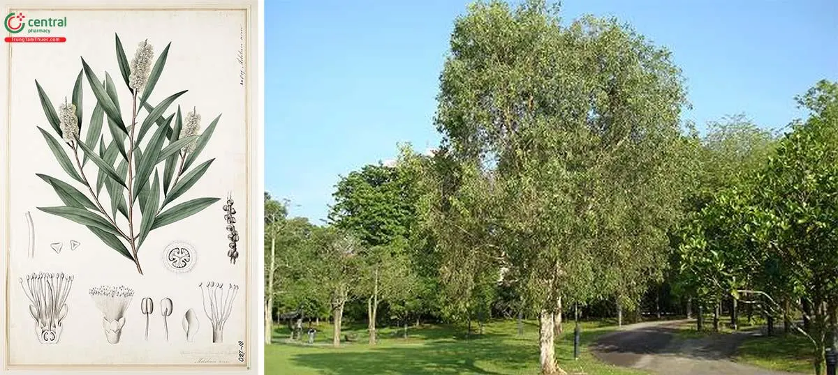 Tràm gió