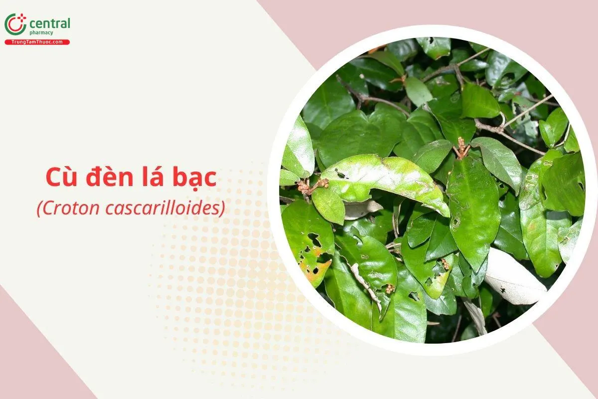 Cù đèn lá bạc
