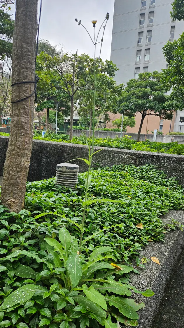 Diếp dại
