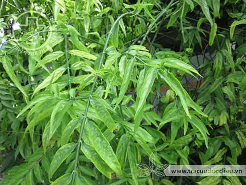 Mảnh cộng