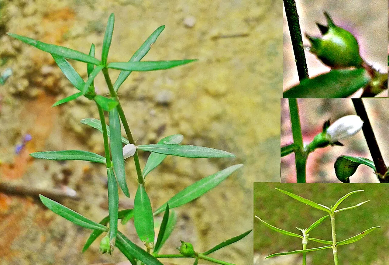 Lưỡi rắn trắng