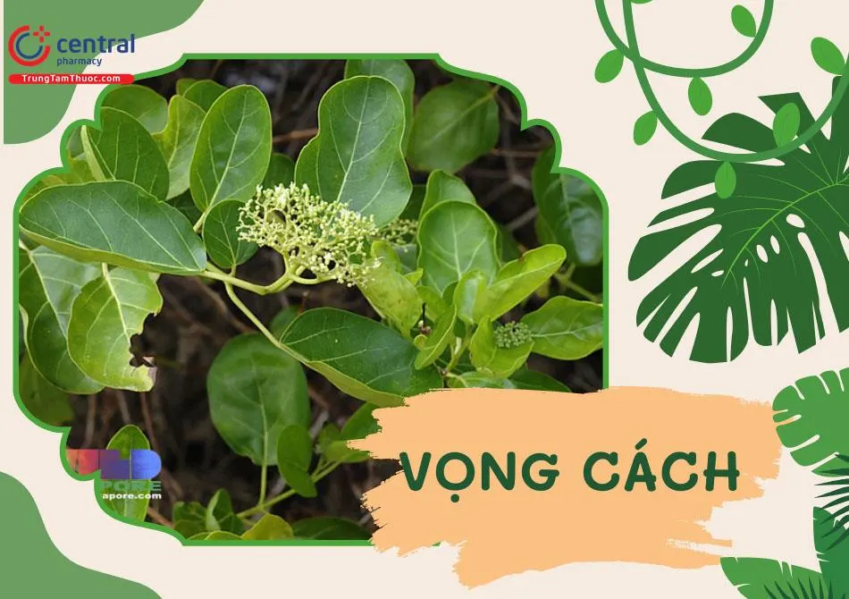 Vọng Cách