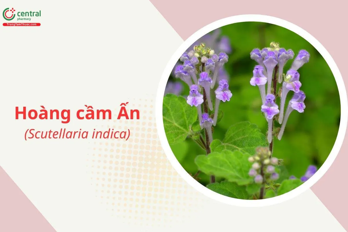 Hoàng cầm Ấn