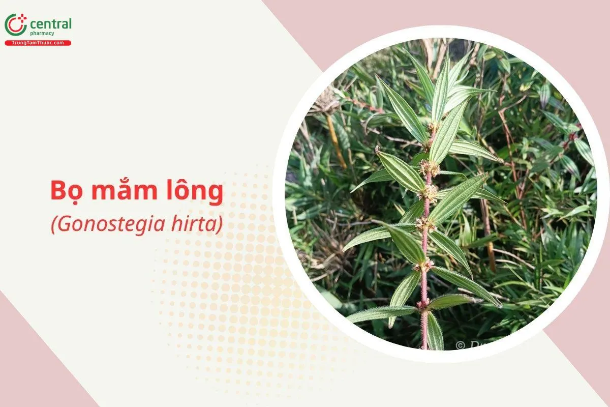 Bọ mắm lông