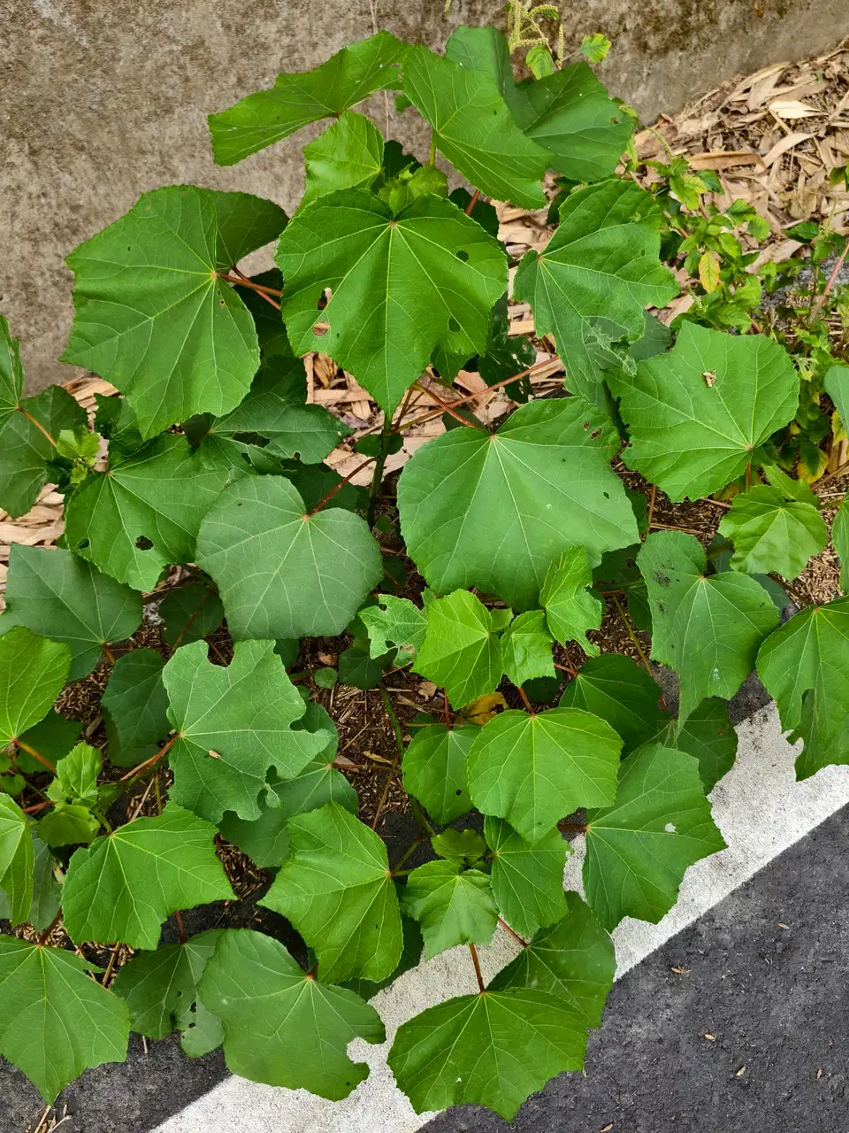 Phù dung