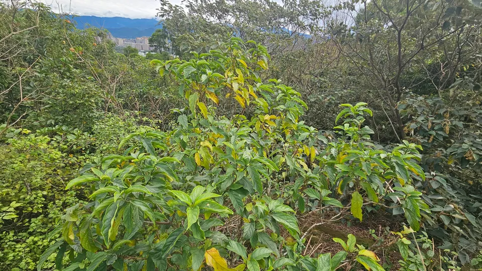 Bọ mẩy