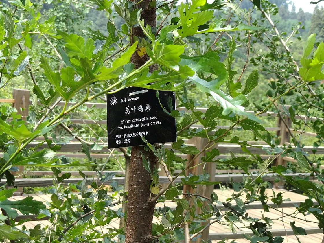 Uống trà lá dâu tằm tàu có làm giảm mỡ máu không?