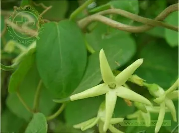 Cam thảo đá bia