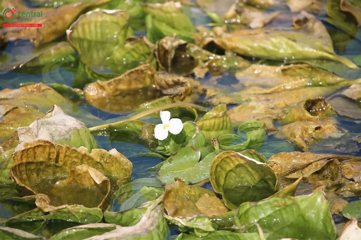 Mã Đề Nước
