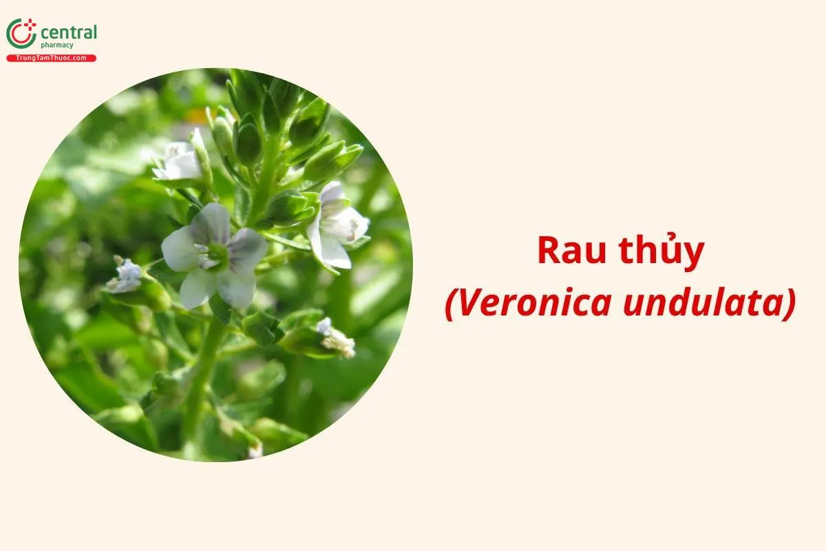 Rau Thủy
