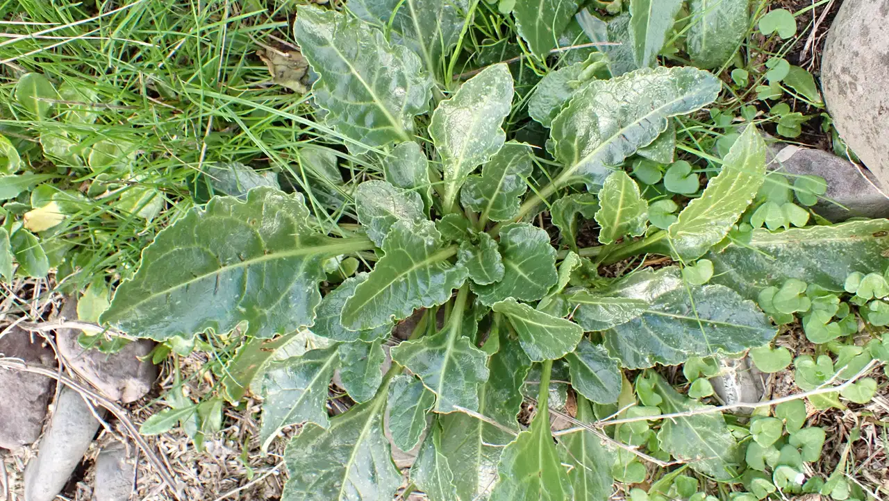 Củ cải ngọt