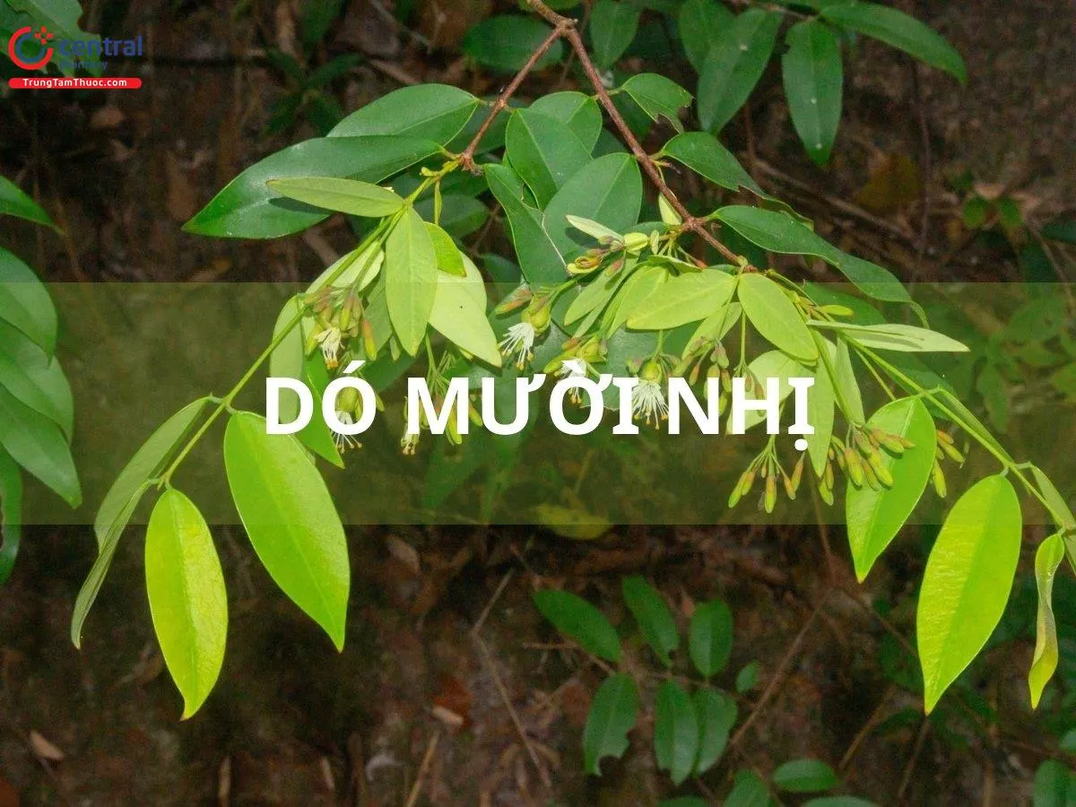 Dó mười nhị