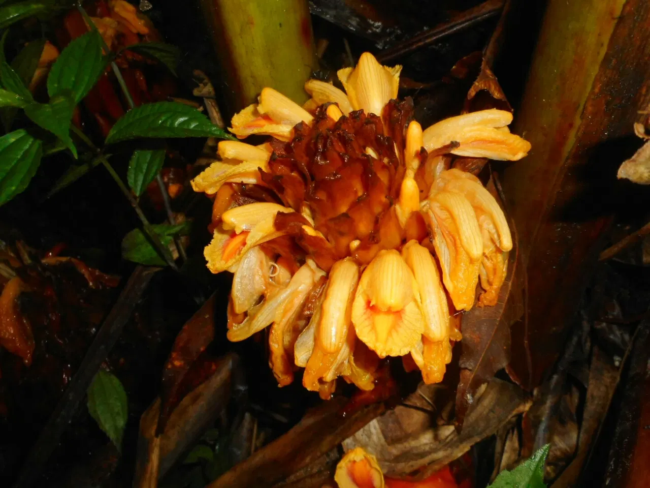 Thảo quả