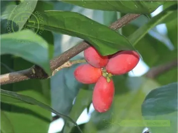 Gắm