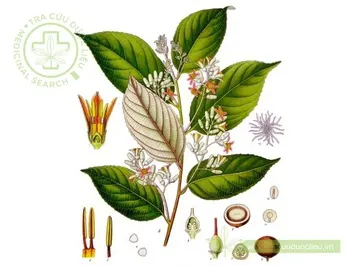 Bồ đề