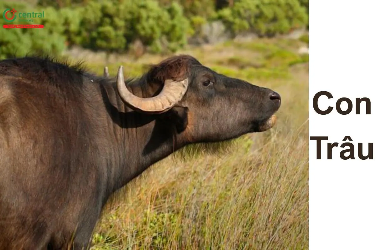 Trâu