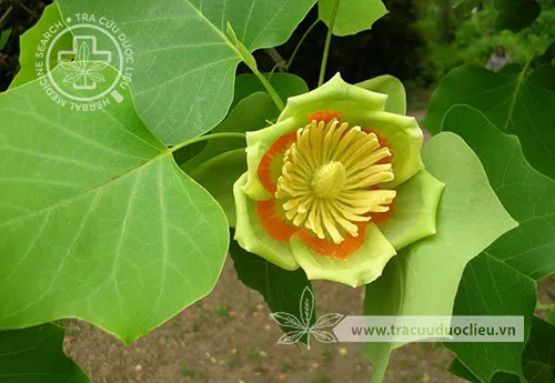 Áo cộc