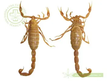 Bọ cạp